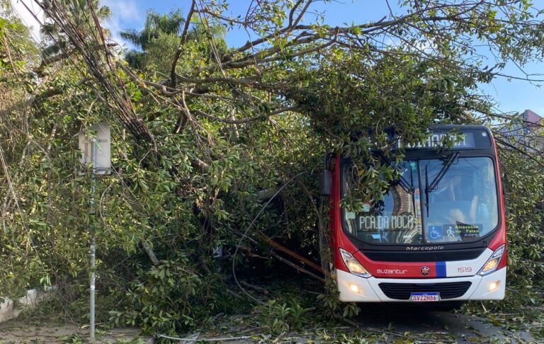 Árvore cai e derruba poste sobre ônibus e carro em Diadema