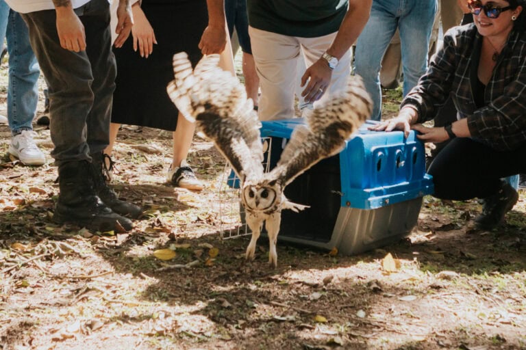 Evento contou com a participação de escoteiros e reforçou a importância do trabalho de reabilitação animal realizado no Zoológico Municipal de São Bernardo 