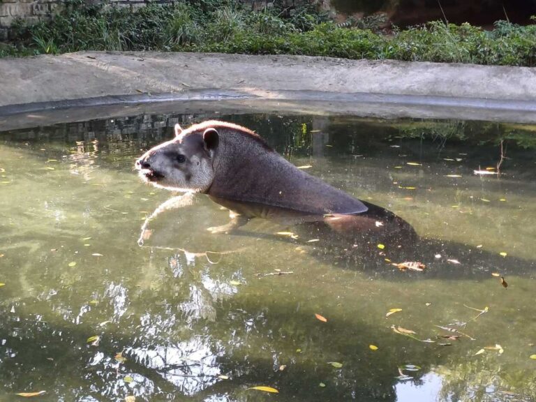 Zoo de São Bernardo, no Pq. Estoril, recebe e cuida de 580 animais silvestres ao ano