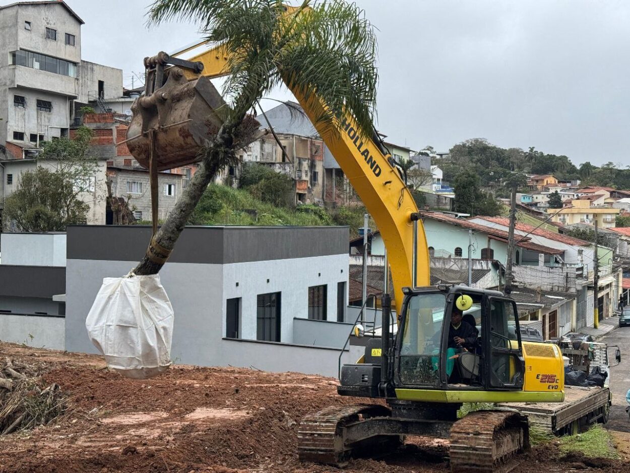 Prefeitura de Ribeirão Pires realiza realocação de palmeiras da Avenida Prefeito Valdírio Prisco