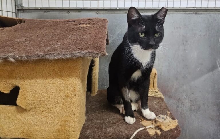 Em parceria com a OAB, Prefeitura de São Bernardo promove feira de adoção de cães e gatos adultos
