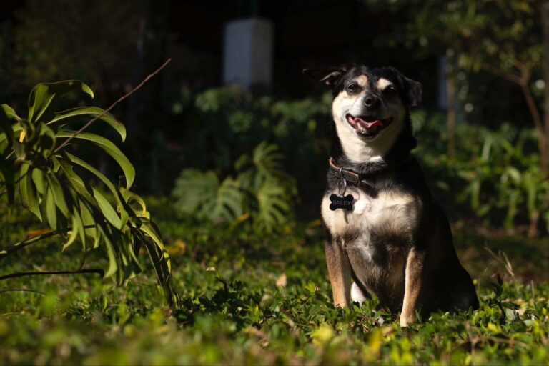 Escritor de São Caetano se inspira no próprio cãozinho vira-lata para criar personagem