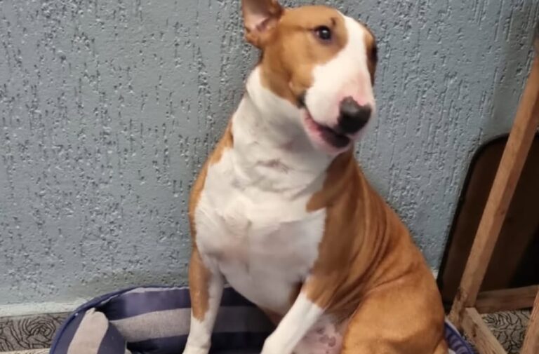 Bull Terrier manso é encontrado em São Bernardo: estaria perdido ou foi abandonado?
