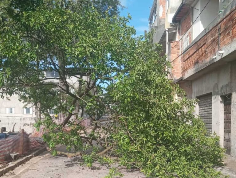 Ventania causa queda de árvores em Santo André