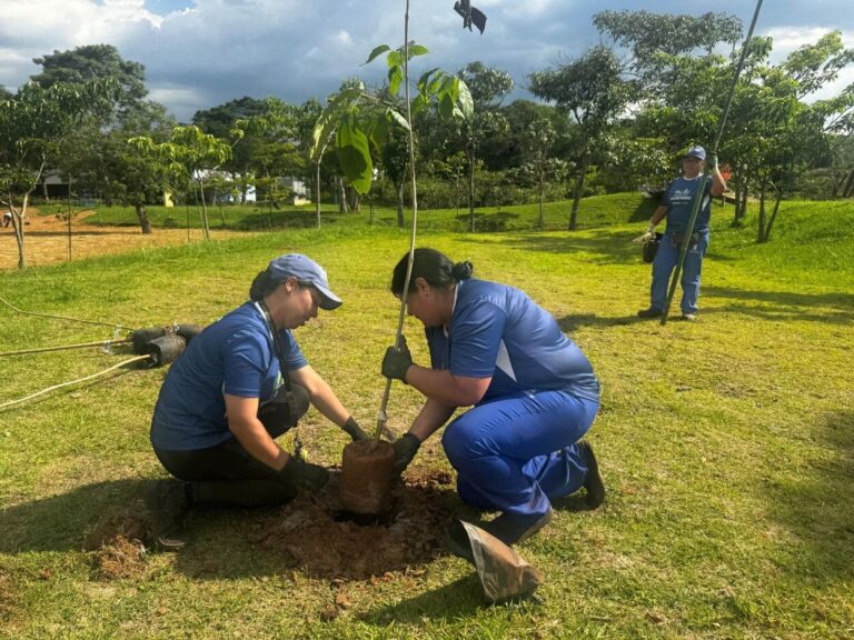 Parque Central passa por ampla revitalização e recebe plantio de 300 árvores
