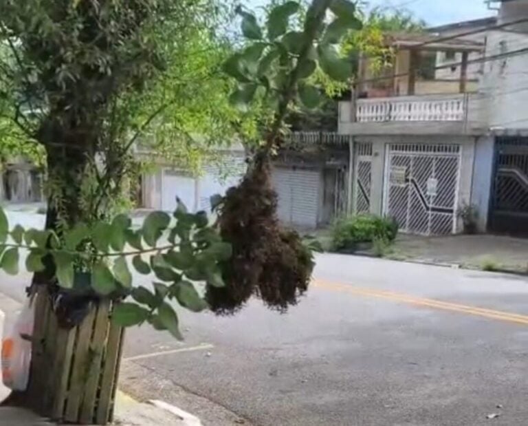 Vespeiro em via pública assusta moradores no Parque Selecta, em São Bernardo