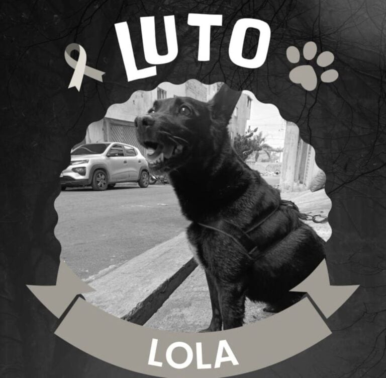 Cachorrinha Lola é encontrada sem vida em Diadema após fugir durante queima de fogos