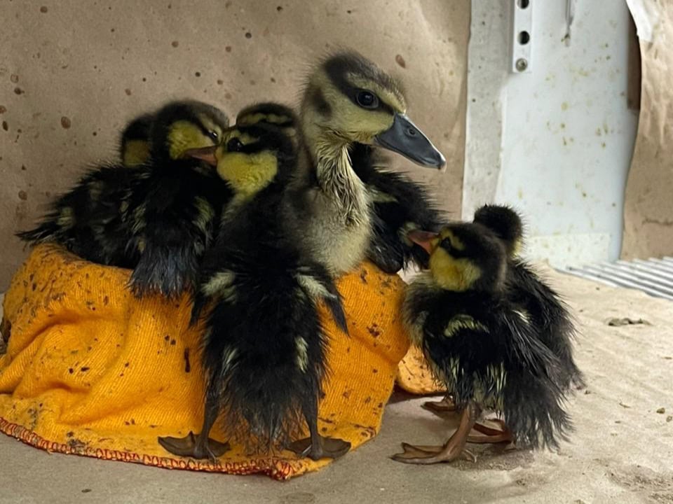 Zoológico é referência no atendimento veterinário e na reabilitação de fauna silvestre, 