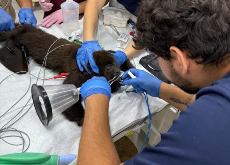 Zoo de São Bernardo inicia o ano com acolhimento de 80 animais