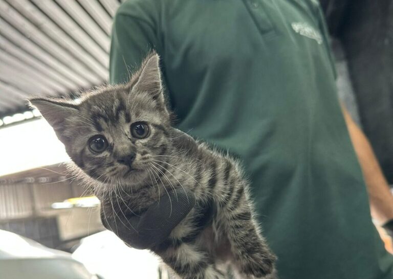 De carona com o perigo: filhotes de gato sobrevivem a viagem dentro de motor de carro em São Bernardo