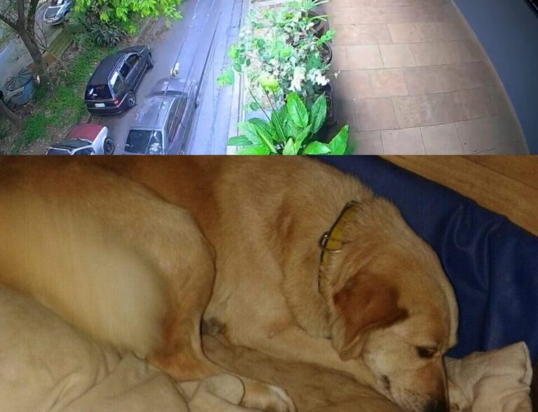 Tutor do animal expressou profunda indignação com a soltura do jovem, que já possui histórico problemático; imagens de vídeo que mostram manobras arriscadas foram entregues à polícia