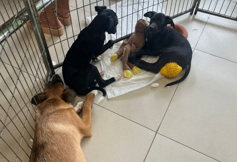 Caso Orelha levanta debate sobre adoção e maus-tratos a animais na Região do ABCD