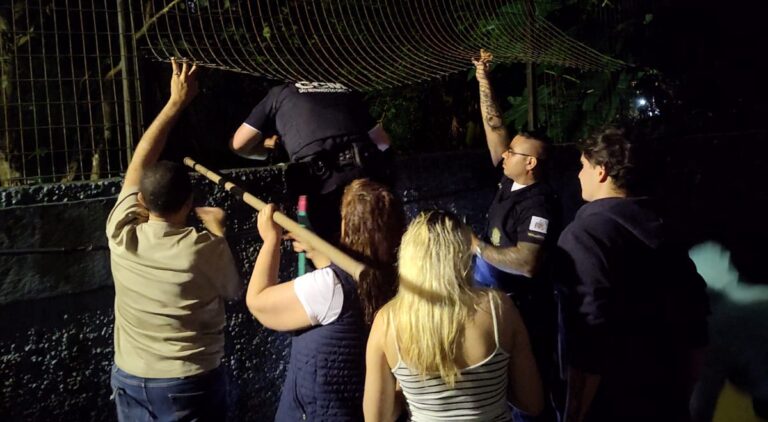 Ação ocorreu após moradores do bairro Assunção pedirem apoio diante do risco à vida do animal em área sem iluminação e de difícil acesso