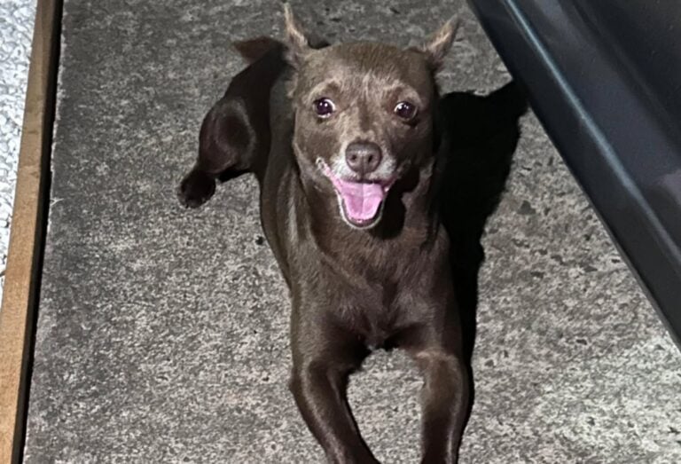 Cãozinho perdido é encontrado em condomínio de São Bernardo no feriado de Carnaval