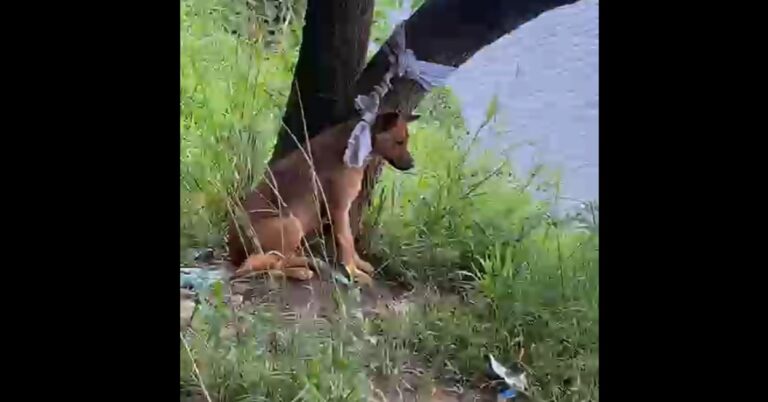 Crueldade no ABC: Cachorro é abandonado amarrado em árvore no Riacho Grande