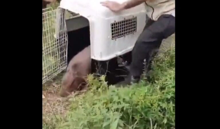 GCM Ambiental resgata capivara encontrada dentro de empresa em São Bernardo