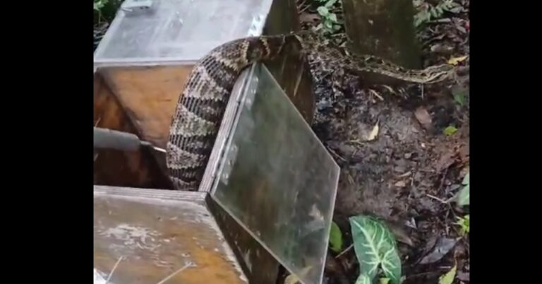 GCM Ambiental resgata jararaca em bairro de São Bernardo