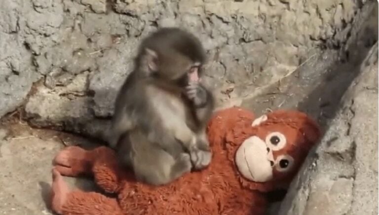 Rejeitado pela mãe, filhote de macaco encontra conforto em pelúcia e emociona o mundo
