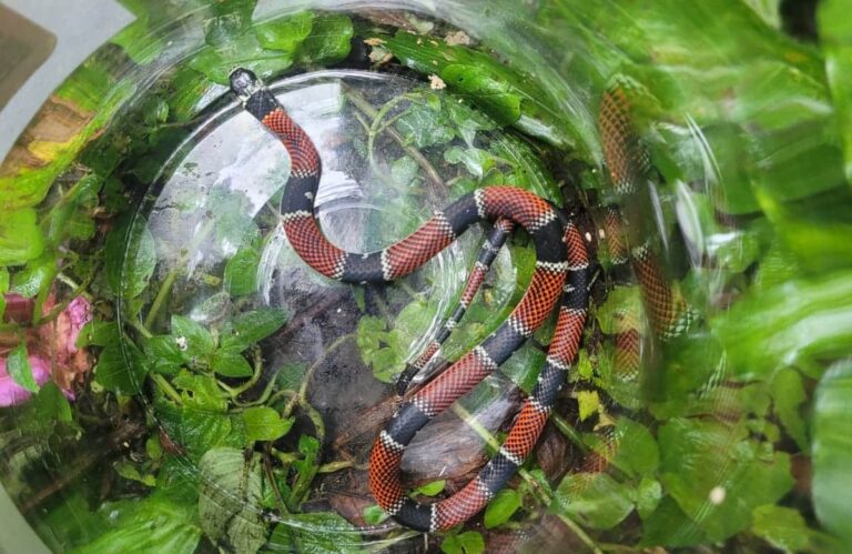 Cobra Falsa-coral é resgatada em calçada no Jardim Bela Vista, em Santo André