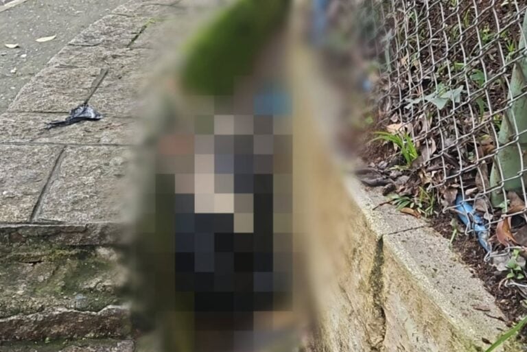 Animal é encontrado decapitado e com sinais de tortura em frente ao IML de São Bernardo