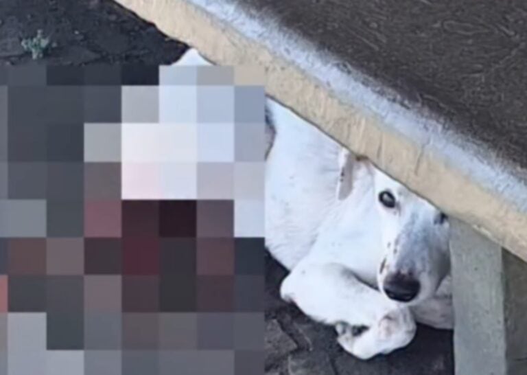 Cão atropelado é resgatado em parada de trólebus após apelo de seguidora em São Bernardo