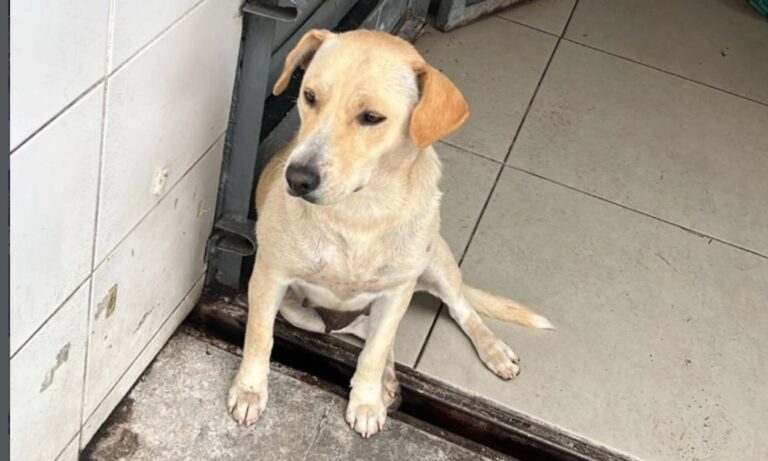 Cadelinha é encontrada em posto de combustível em São Bernardo