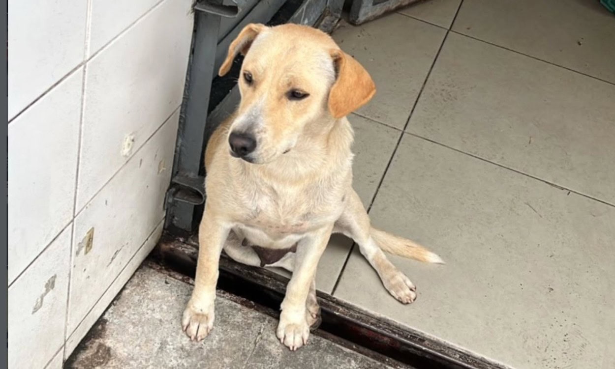 Cadelinha é encontrada em posto de combustível em São Bernardo