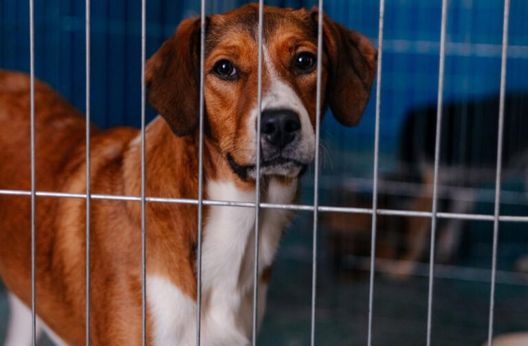 Em São Bernardo, mutirão de castração de cães e gatos terá 400 procedimentos gratuitos