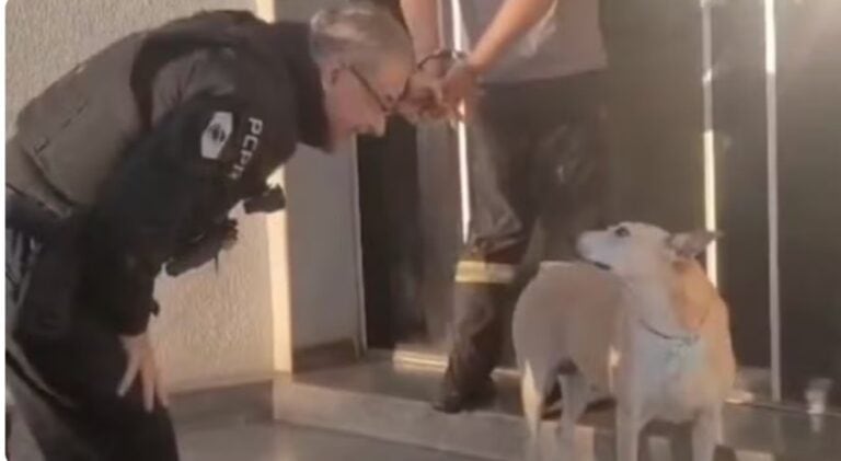 Delegado interrompe condução de preso para cumprimentar cachorrinha comunitária e cena viraliza