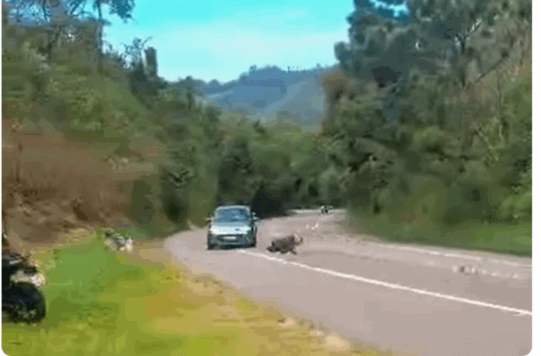 Motociclista de 49 anos morre após perder o controle e colidir com carro na SP-095, em Tuiuti