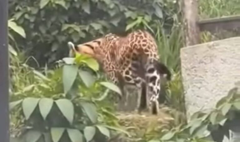 Onça no Jardim Tupã em São Bernardo: Vídeo viral é montagem