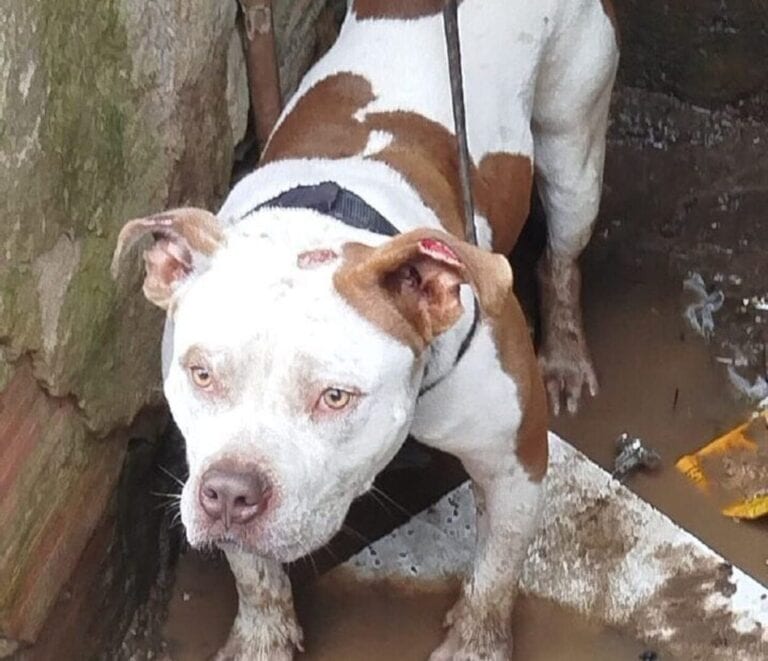 AME Animal resgata pitbull preso em casa abandonada no Jardim Zaíra 4. Foto: Divulgação