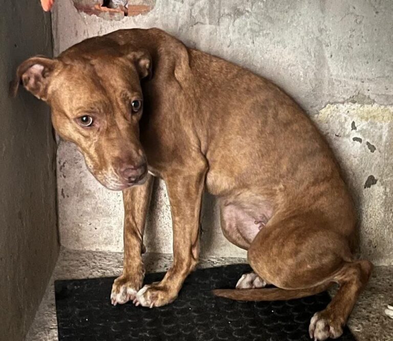 Outro pitbull é resgatado; AME Animal busca o tutor