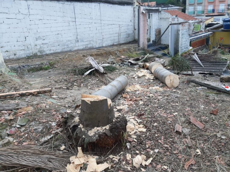 Santo André amplia fiscalização e reforça combate ao corte ilegal de árvores