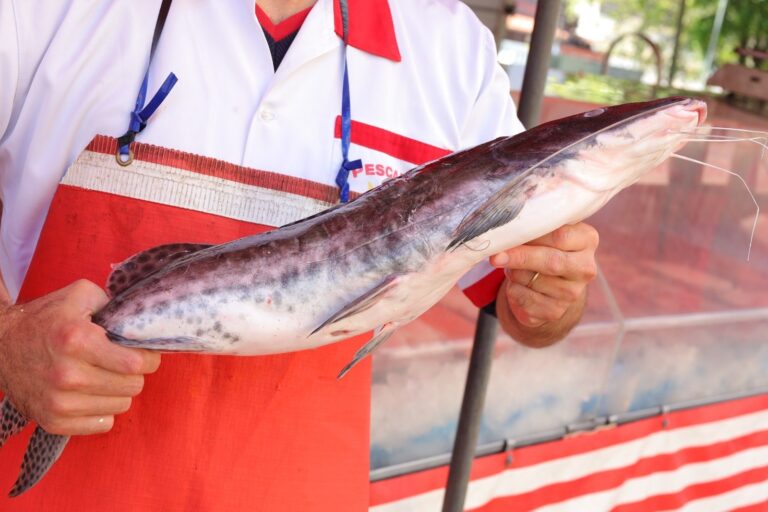 Campanha do Pescado começa nesta terça-feira em Mauá