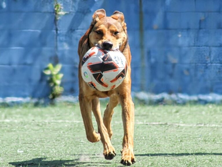 Cachorro caramelo rouba a cena e fura três bolas em partida da várzea de Diadema