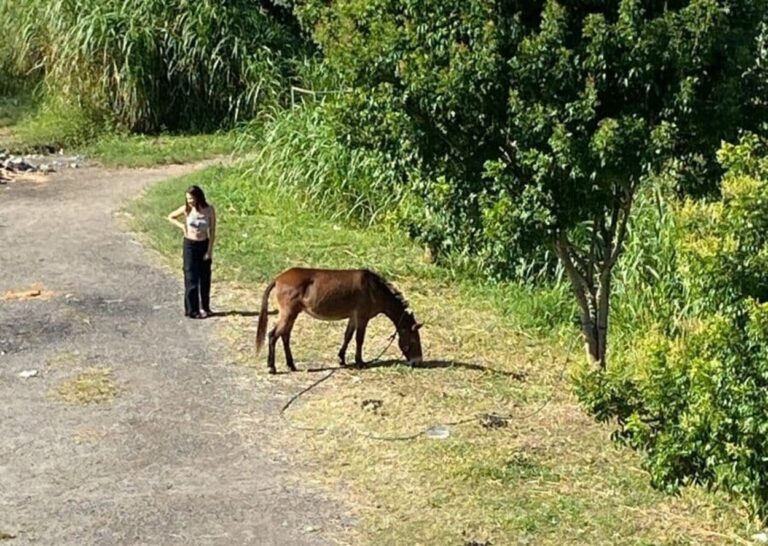 Vizinha dá bronca em dono de cavalo após denúncia de abandono em São Bernardo