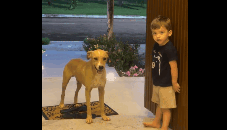 Criança convida "doguinho" caramelo para entrar em casa e encanta a web