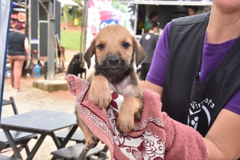 Parque Celso Daniel recebe feira de adoção de cães e gatos neste domingo