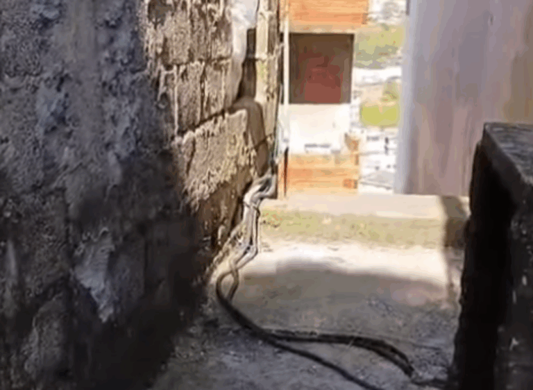 Mulher mata companheiro após briga doméstica em São Bernardo