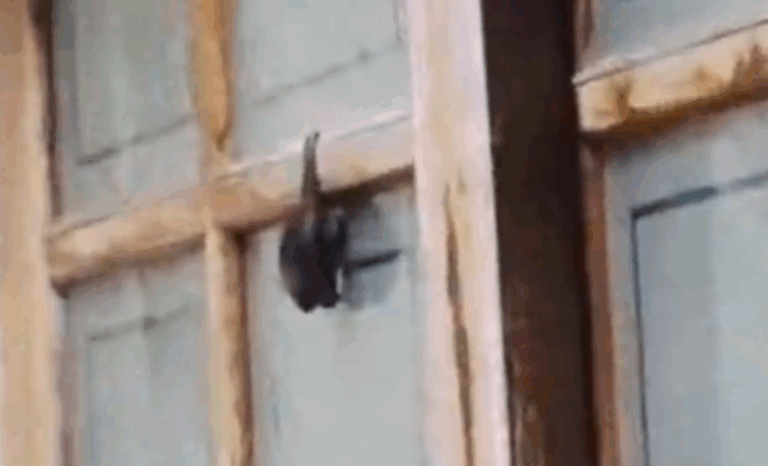 Morcego em quintal assusta moradores no Jardim Palermo, em São Bernardo