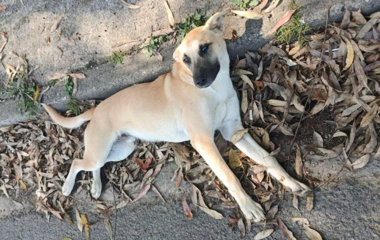 Do abandono ao recomeço: o filhote que precisa de um lar no ABCD