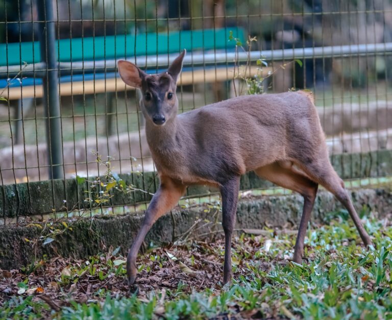 Zoo de São Bernardo celebra soltura de dois veados recuperados na unidade de conservação