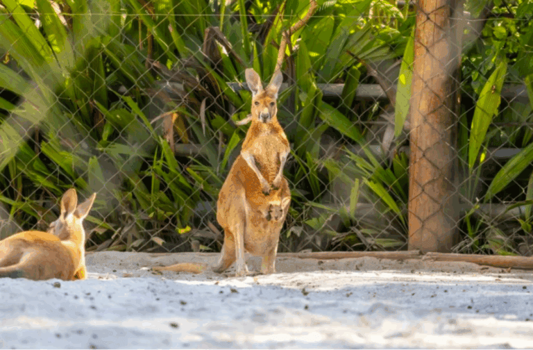 Um presente antecipado: 'bebê' canguru dá a primeira espiadinha para fora da bolsa da mãe no Zoo de SP