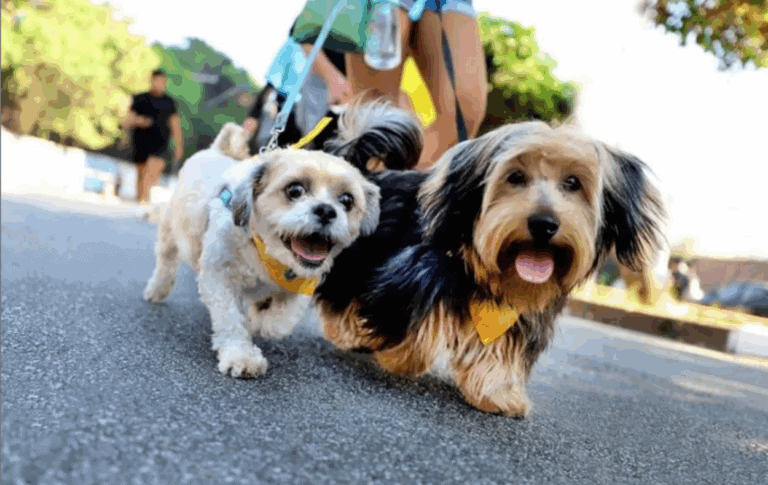 Segunda edição da CãoMinhada de Diadema acontecerá neste domingo