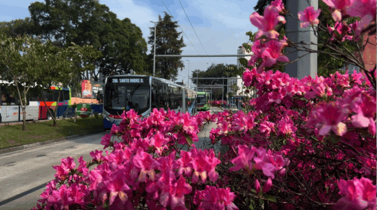 Corredor Verde ABD completa 8 anos com a marca de 13 mil árvores plantadas