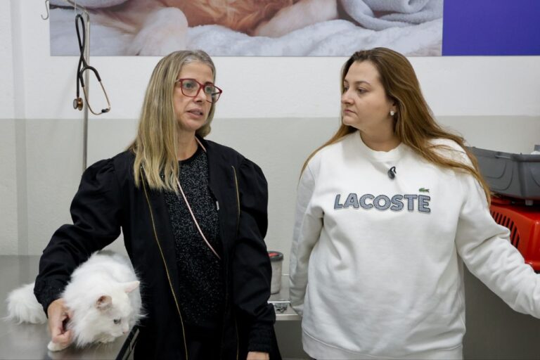Casa Caramelo trata gatos com esporotricose e outras doenças infectocontagiosas em São Caetano