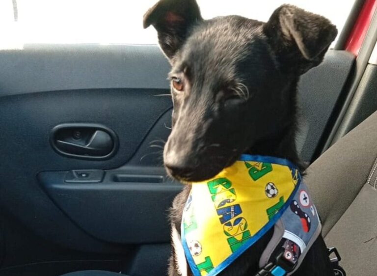 Abandono em plena luz do dia: filhote é amarrado em frente a clínica veterinária em São Bernardo