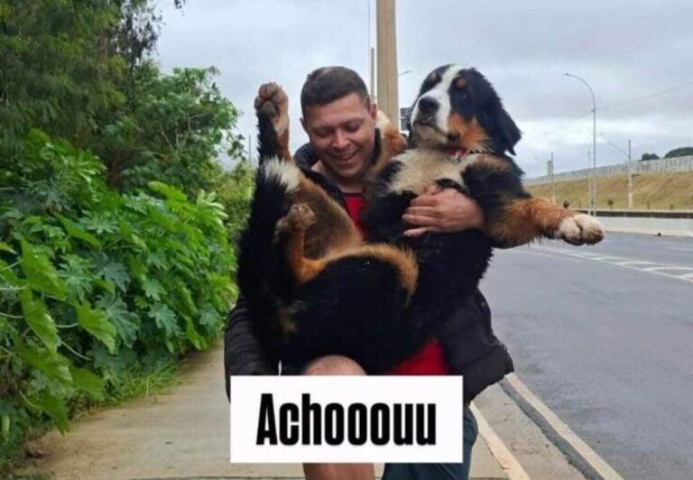 Final feliz: Cachorro do Circo Maximus é encontrado em São Bernardo