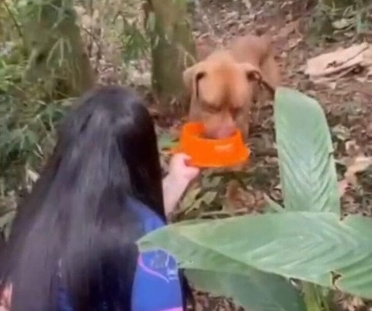 Pitbull acorrentado a árvore é resgatado em área de mata em São Bernardo